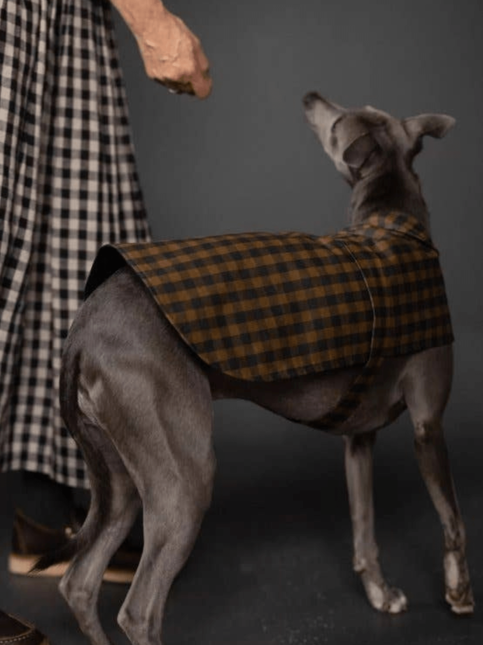 The Barka Dog Coat - Paper Sewing Pattern - sewecofabrics