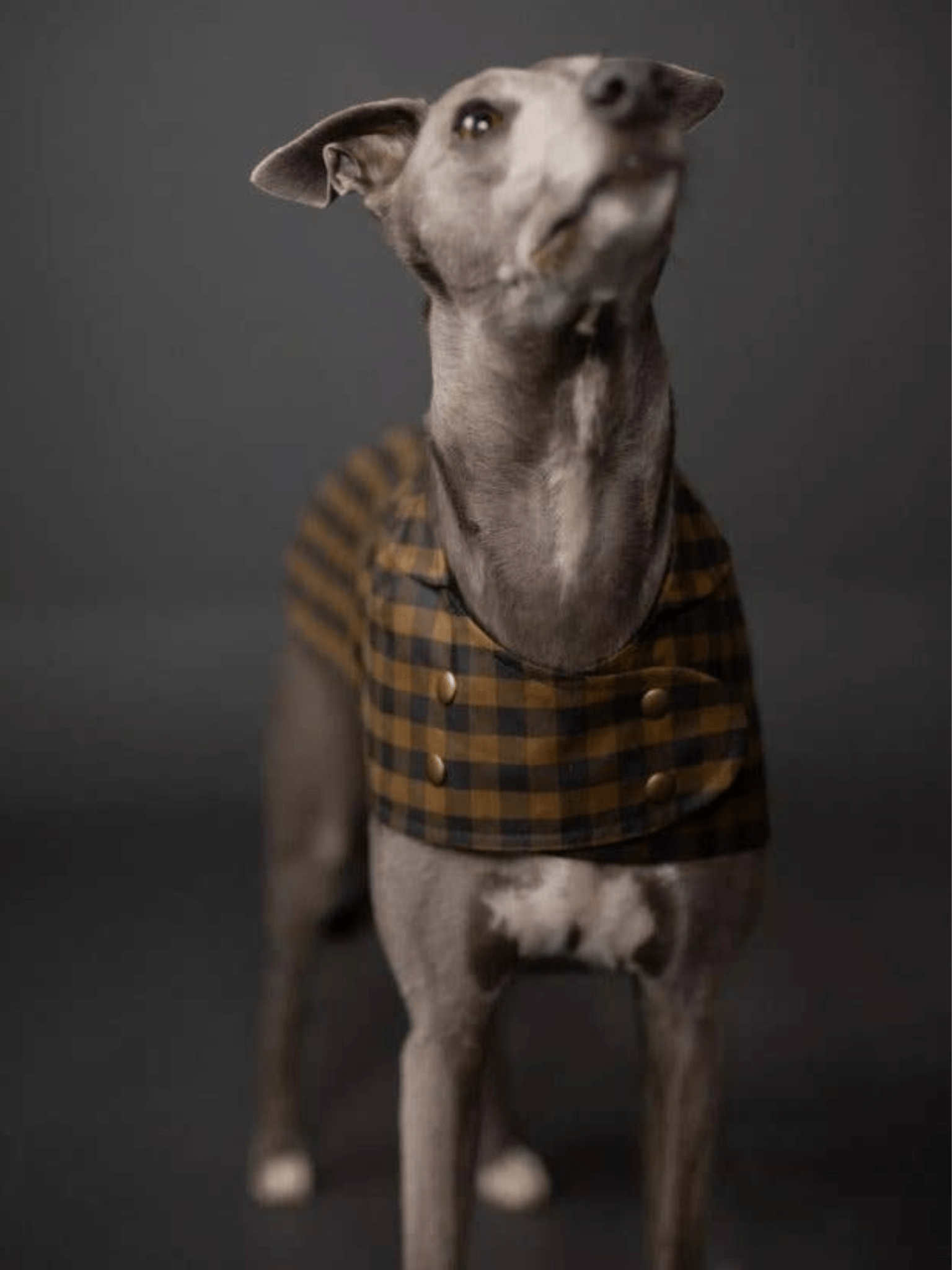 The Barka Dog Coat - Paper Sewing Pattern - sewecofabrics