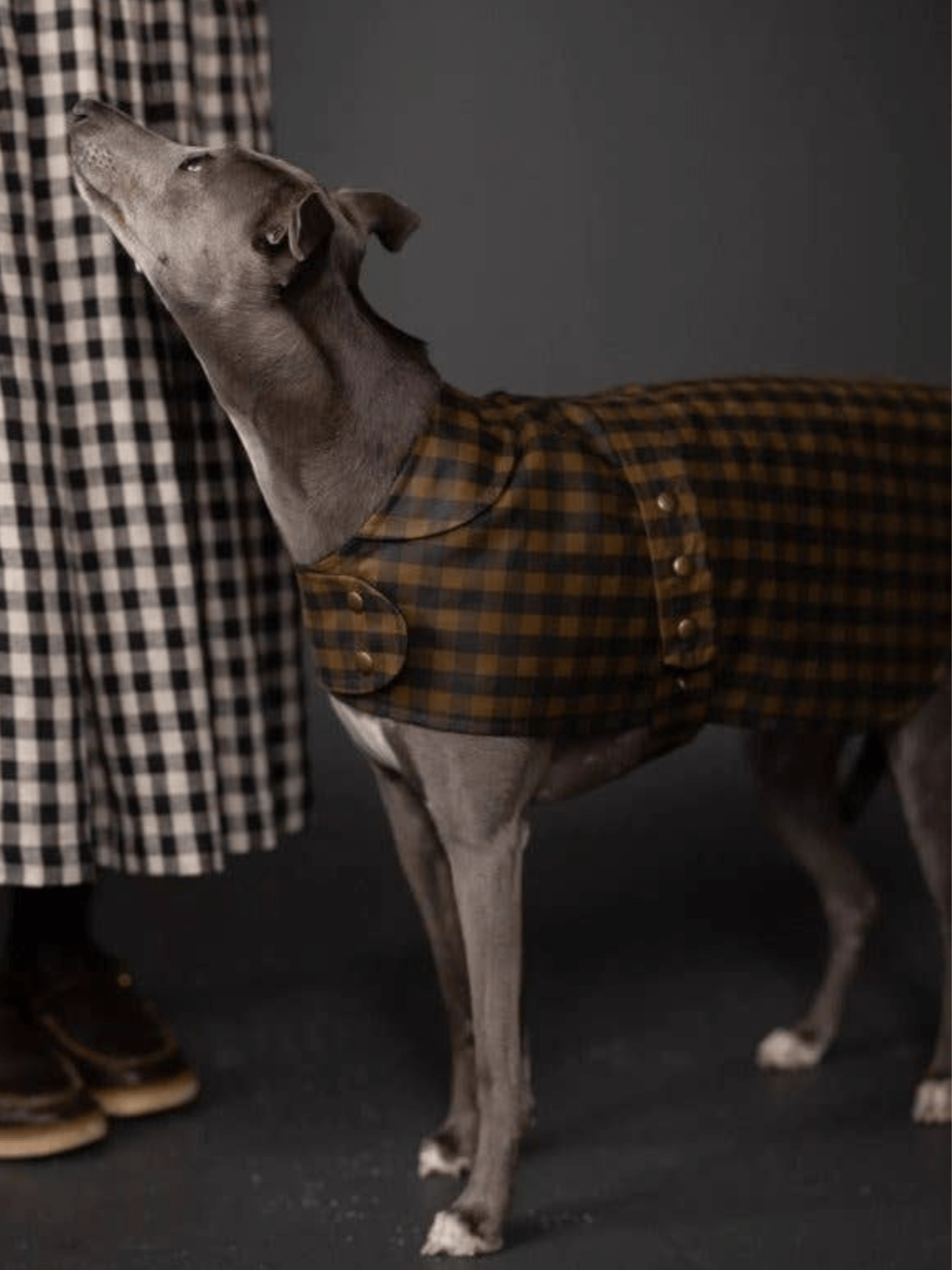 The Barka Dog Coat - Paper Sewing Pattern - sewecofabrics