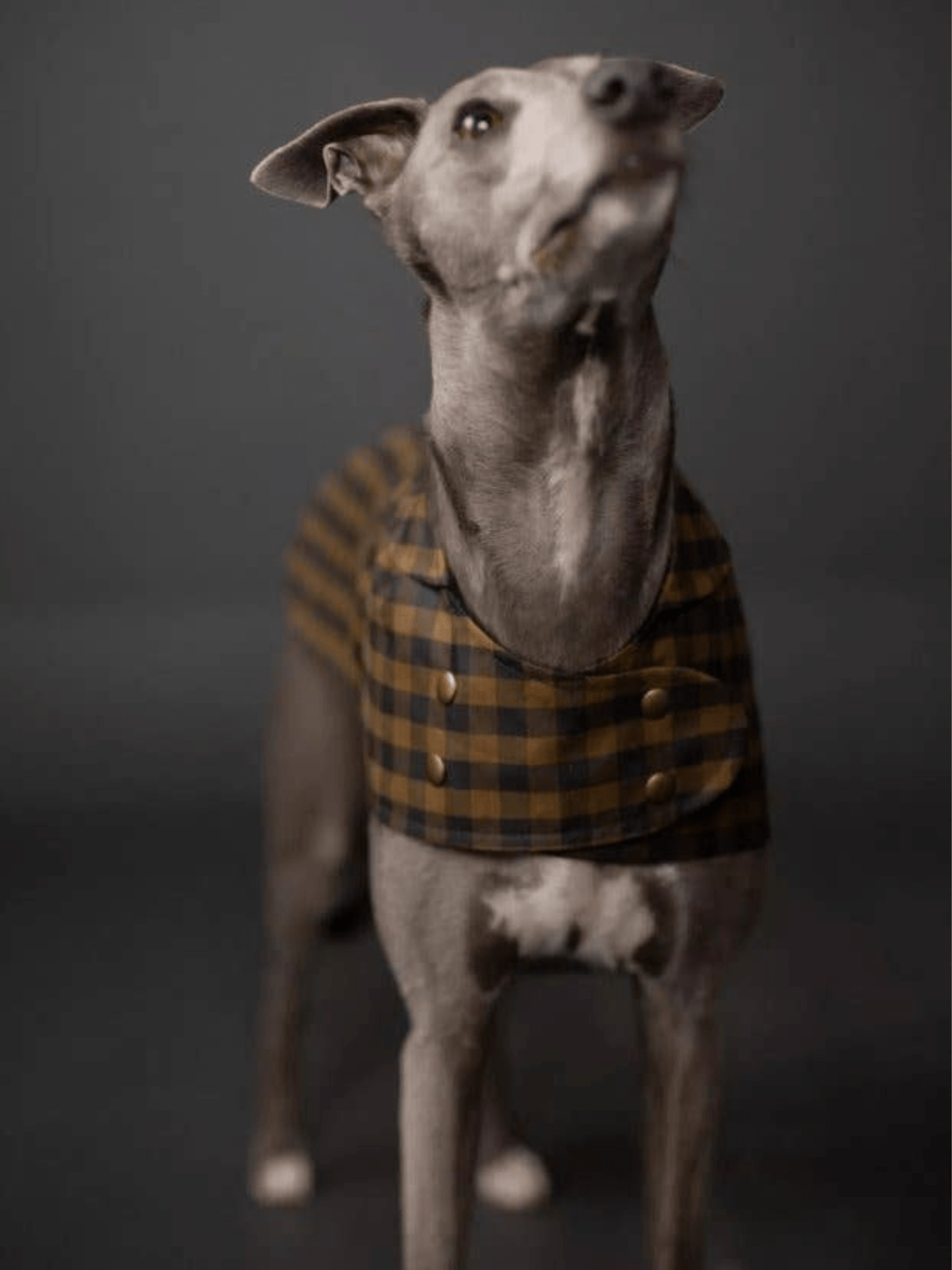 The Barka Dog Coat - Paper Sewing Pattern - sewecofabrics